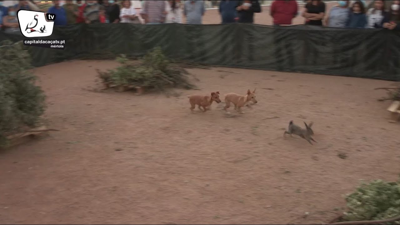 Demonstração de treino de cães (cachorros) de raça podengo na XII Feira da Caça em Mértola