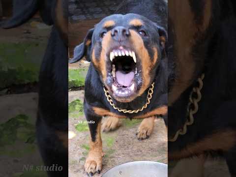 dog barking sound loud #viral #angrypuppy #cutepet #dog #cat #dogsound #animals #angry #angryanimal