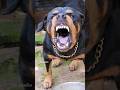 Dog Barking Sound Loud Viral Angrypuppy Cutepet Dog Cat Dogsound Animals Angry Angryanimal