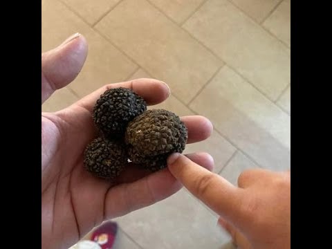 Videos from Andy's Truffles