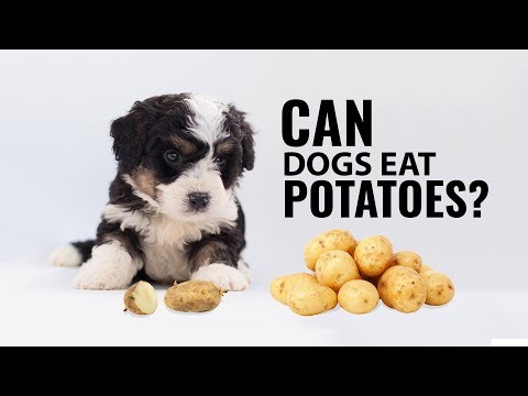 Can Dogs Eat Potatoes?