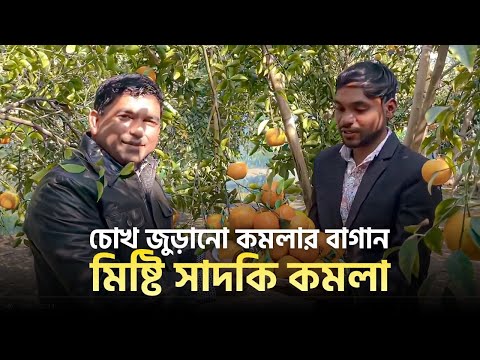 চোখ জুড়ানো কমলার বাগান-মিষ্টি সাদকি কমলা( Sweet Orange) আপডেট- 2021