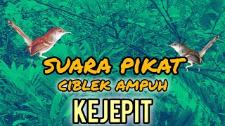 Download lagu suara ciblek ribut kejepit ampuh memikat ciblek liar di alam mp3