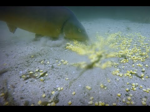 Videotagebuch 178 Karpfenangeln - Talk am Wasser