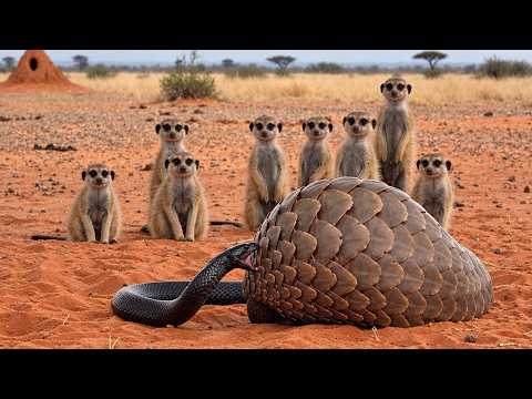 Meerkats Watch Curiously as a Black Mamba Tests a Pangolin’s Defense