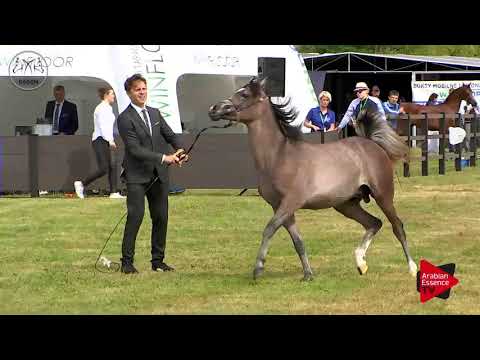 N.38 MAGIC BABEL - Radom 2017 - Yearling Colts (Class 4A)