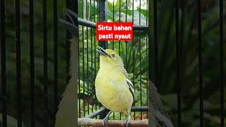 Download lagu burung sirtu gacor #sirtugacor mp3