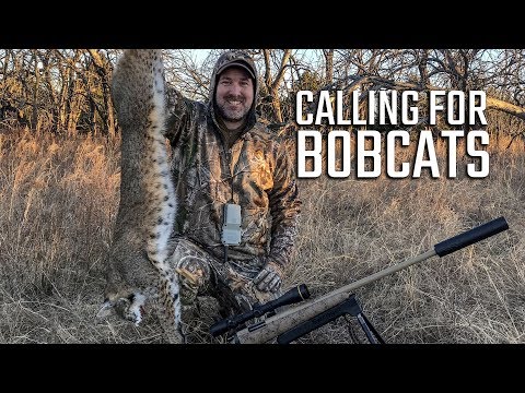 Calling For Bobcats