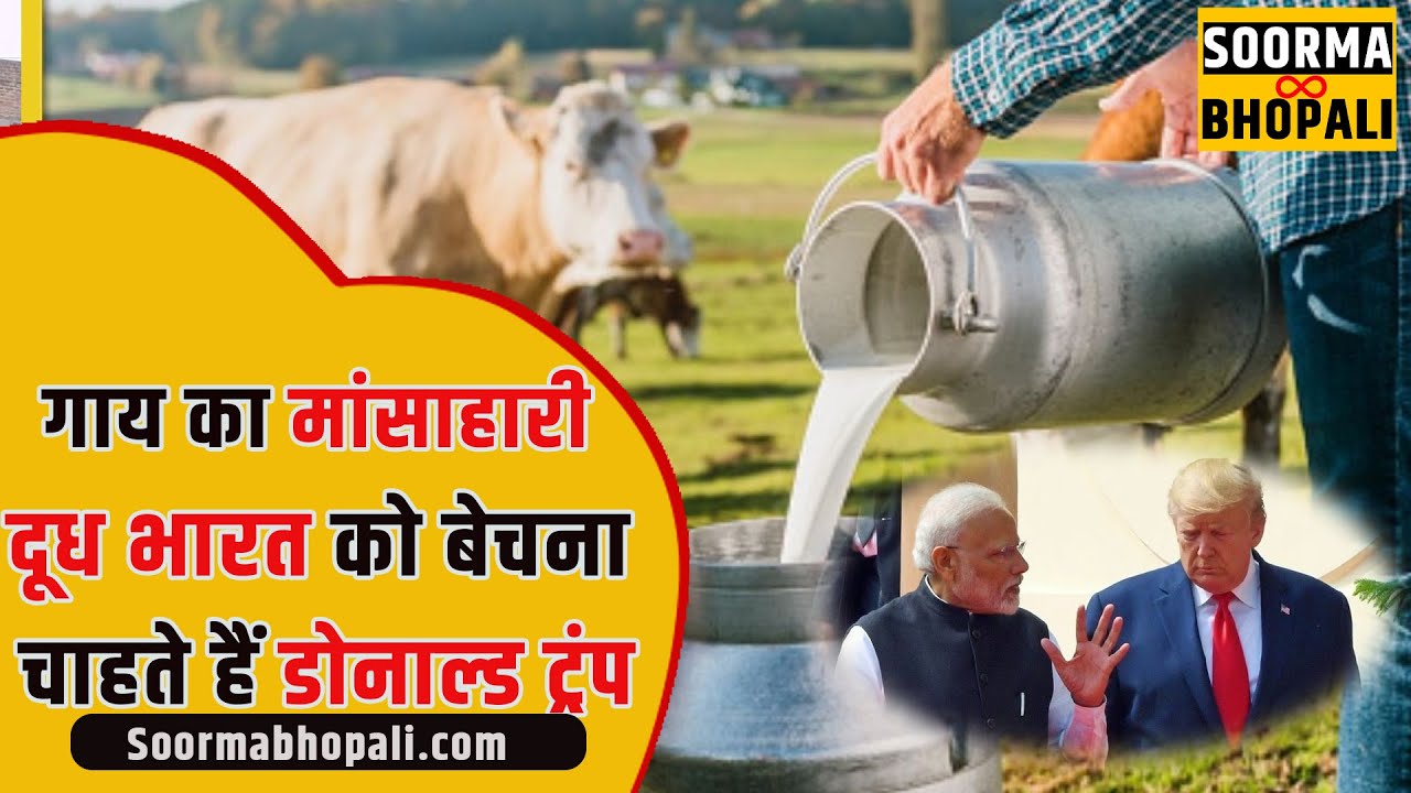 डोनाल्ड ट्रंप का गाय का मांसाहारी दूध भारत को बेचने का PLAN क्या है?