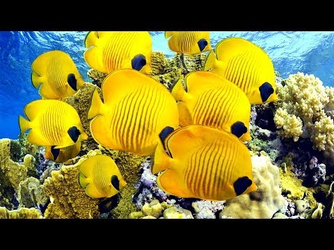 Tropical Fish Around The Key Biscayne Lighthouse, Underwater Video