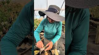 Enxertia quase impossível #apoloniagrade #plantas #flores