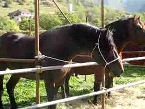 SCARICA NITRITO CAVALLO