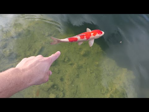 BUCKET Of $1000 KOI Found HIDDEN PARADISE!!