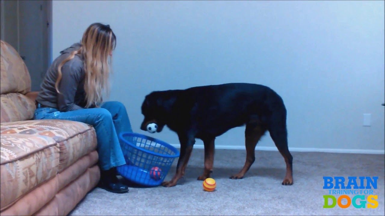 Brain Training for Dogs — watch on YouTube