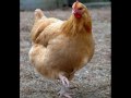 Chicken Impossible