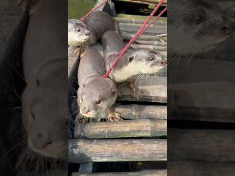 ভোঁদড় দিয়ে মাছ ধরে সংসার চালায় #agriculture #farming #fishing #amazingshorts