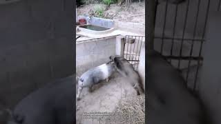 Download lagu Wild Boar and Domestic Pig Fight Recorded in Farm mp3 Download lagu Wild Boar and Domestic Pig Fight Recorded in Farm mp3