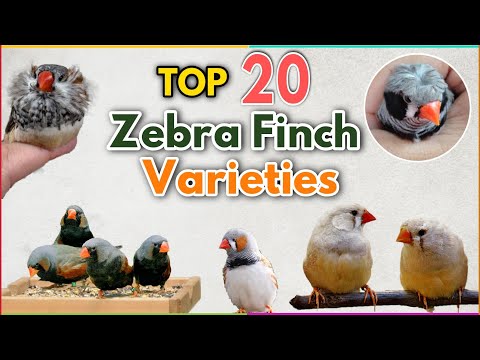image-What colors do zebra finches come in?