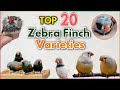 Top 20 Most Beautiful Zebra Finches Colour Mutations Zebra Finch Varieties Types Of Zebra Finch