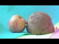 Apple von Coquito 039 s songs Las cancione Apple von Coquito 039 s songs Las cancione
