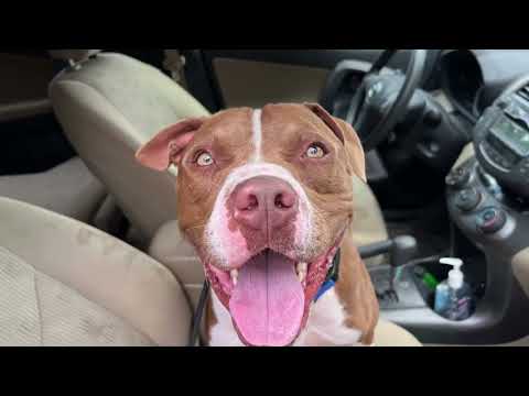 Roscoe the Rascal, an adoptable Pit Bull Terrier Mix in vancouver, WA_image-1
