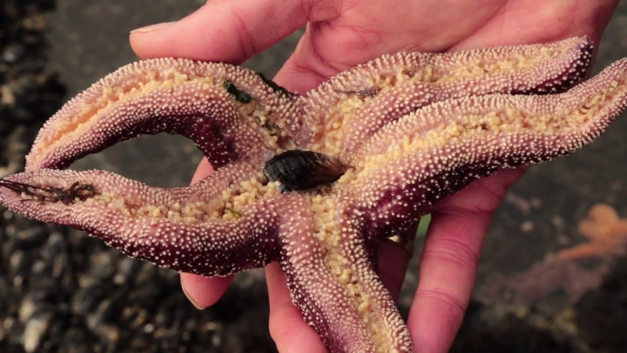 The Olympic Coast as a Sentinel, NOAA and Washington Sea Grant