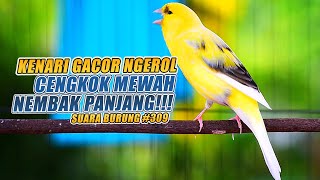 Download lagu SUARA BURUNG |309| Kenari GACOR PANJANG INI Cocok untuk Masteran KENARI PAUD dan Kenari Macet BUNYI mp3