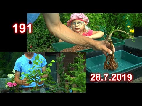 Bonsai für Anfänger ein neuer Bonsai entsteht und kleiner Rundgang mit Detlef Römisch