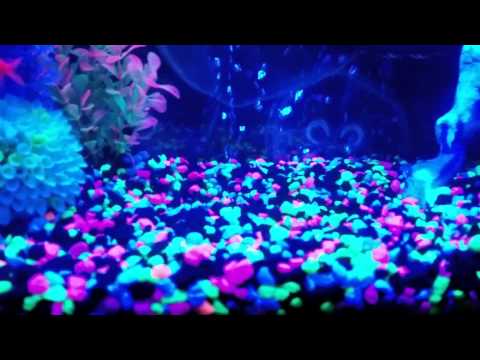 How to feed your: Glofish