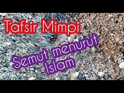 TAFSIR MIMPI Semut Menurut Islam | Arti Mimpi Semit Dalam Islam