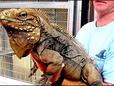 Our Nasty Iguana Will Attack Without Warning