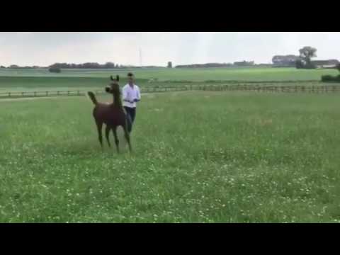 مهر مستقبل بطل ماشاء الله ابن البطل فياض الفياض 🏆