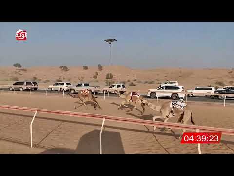  الشوط 8 (الظبي) لـ عبدالله خليفة بن عنتر الغفلي 7:58 , شارة الديوان 2025/10/26 ايذاع اللبسه 