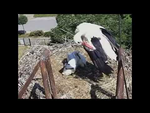 STORKLET #2 VERY UNHEALTHY POO, #1 NOT LOOKING SO GOOD NOW EITHER