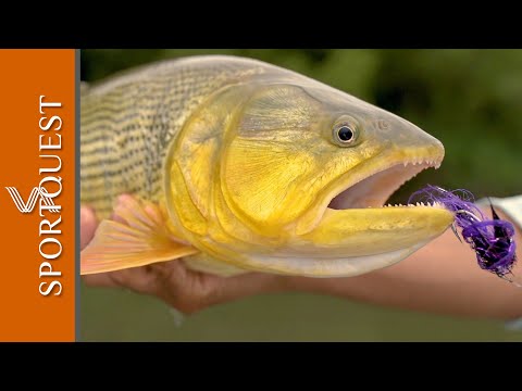 Golden Dorado Fishing at Suinda Lodge - Exploring the Upper Paraná River