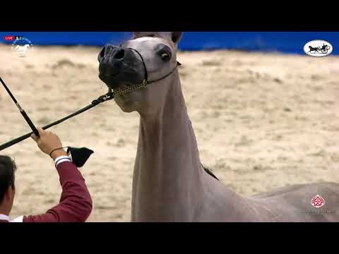 N 63 D JUDI   Dubai International Arabian Horse Championship 2021   Fillies 3 Years Old Class 4
