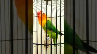 Download lagu Masteran Lovebird ngekek Panjang #lovebirdngetikpanjang #lovebirdngekekpanjang #lovebirds mp3 Download lagu Masteran Lovebird ngekek Panjang #lovebirdngetikpanjang #lovebirdngekekpanjang #lovebirds mp3