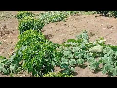 Olha como está a plantação, Planalto Bahia