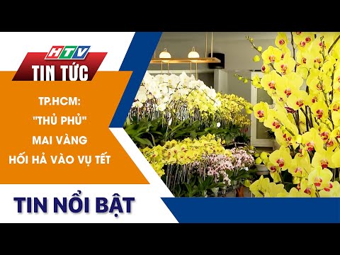 TP.HCM: "THỦ PHỦ" MAI VÀNG HỐI HẢ VÀO VỤ TẾT | HTV Tin tức