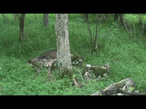 Henry Houser Slave cabin foundation, possible