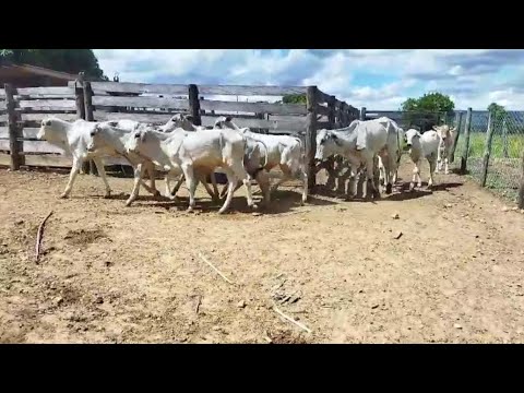 Bezerrada disponível, são 100 no total, em São Domingos Goiás 
