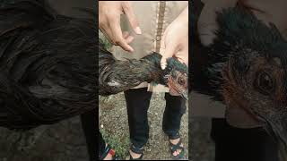 Download lagu Tutorial menyembelih ayam kampung yang baik dan benar mp3