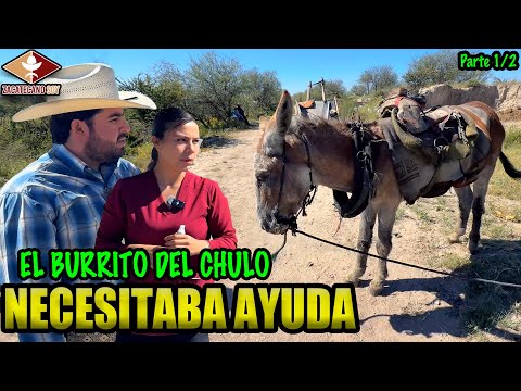 LA DOCTORA DEL RANCHO LOS LEONES atiende al burrito de El Chulo