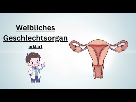 Weibliche Geschlechtsorgane erklärt – Aufbau & Funktionen verständlich