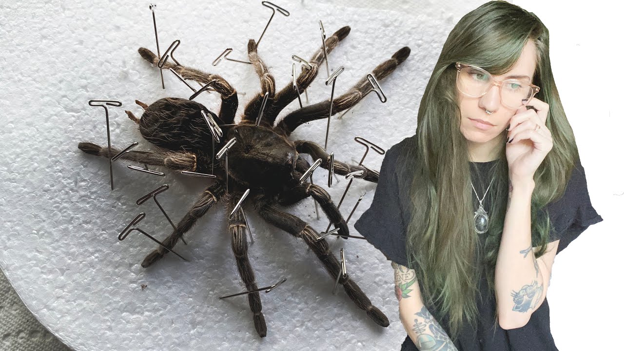 couldn't save her this time .. tarantula taxidermy