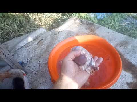 Дополнение к отзыву о перепелах породы Феникс