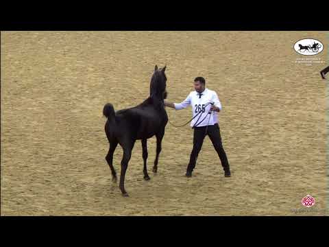 N 265 SERHEED AL ZOBARA   Qatar Nationals for Individual Owners 2022   Stallions 4 6 Y Old Class 10B