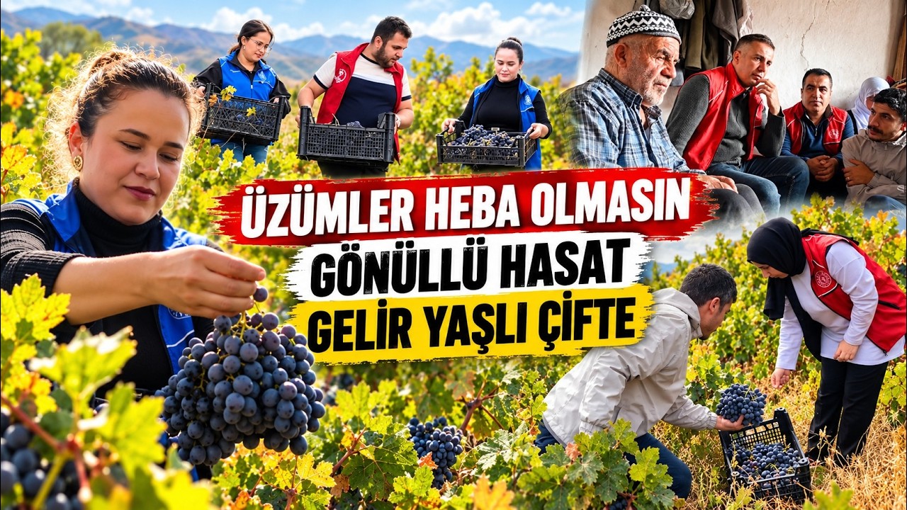 Yaşlı çift üzümlerini toplayamadı, gönüllü gençler yardıma koştu