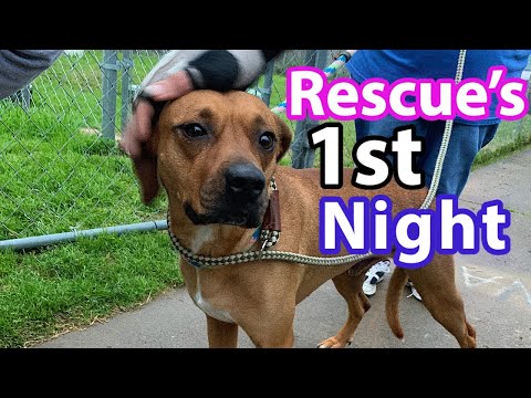 How to PREP for a RESCUE DOG | What to Expect (FIRST NIGHT)