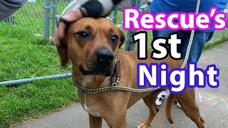 How to PREP for a RESCUE DOG | What to Expect (FIRST NIGHT)